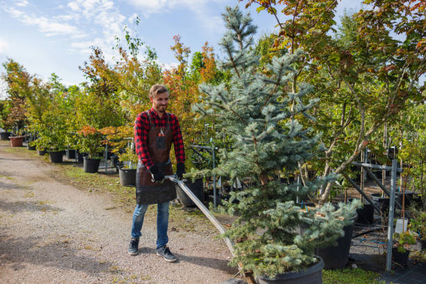 Professional Tree Removal and Landscaping Services in Nicollet, MN